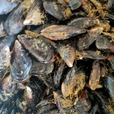 大号鲜活海虹青口贻贝淡菜海虹贝类海鲜水产