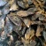 大号鲜活海虹青口贻贝淡菜海虹贝类海鲜水产
