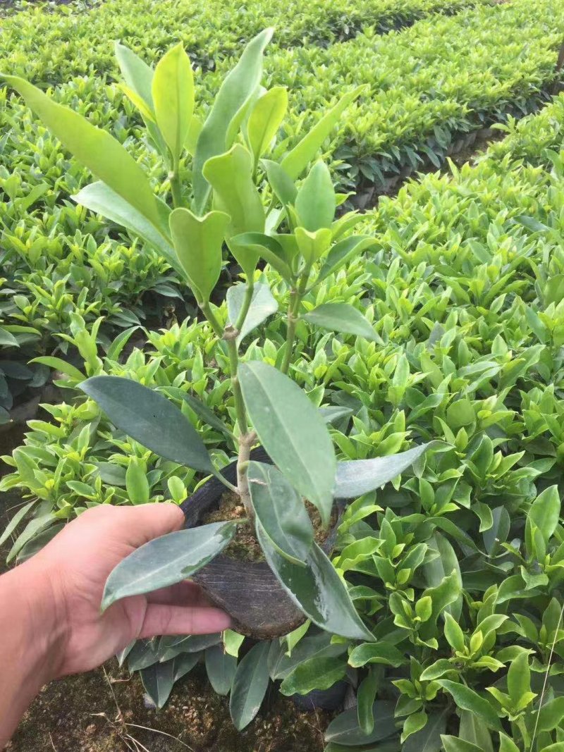 非洲茉莉（广东普宁非洲茉莉供应商）（广东普宁非洲茉莉批发