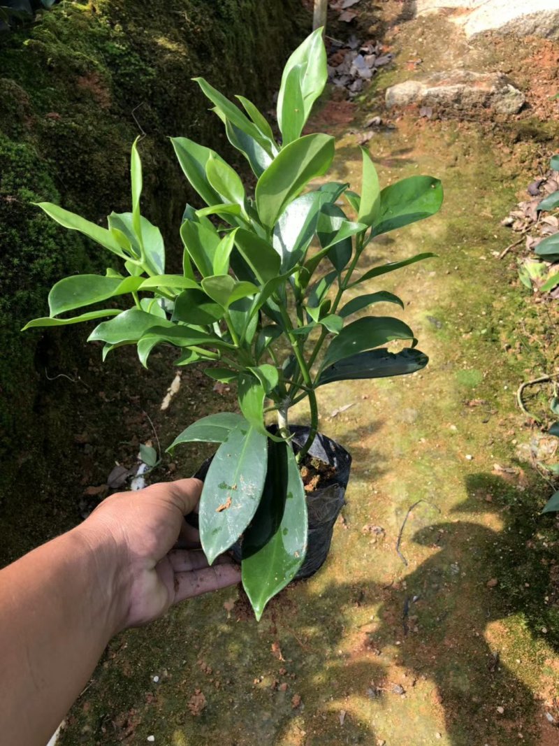 非洲茉莉（广东普宁非洲茉莉供应商）（广东普宁非洲茉莉批发