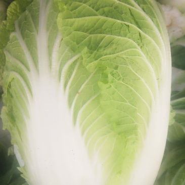 黄心白菜