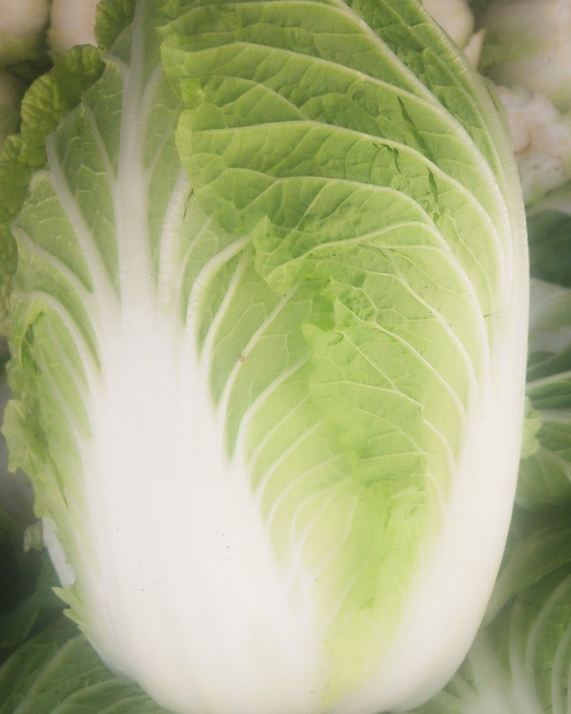 黄心白菜