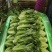 生菜3两以上，泡沫箱装，精品靓菜大利，欢迎商超订购合作