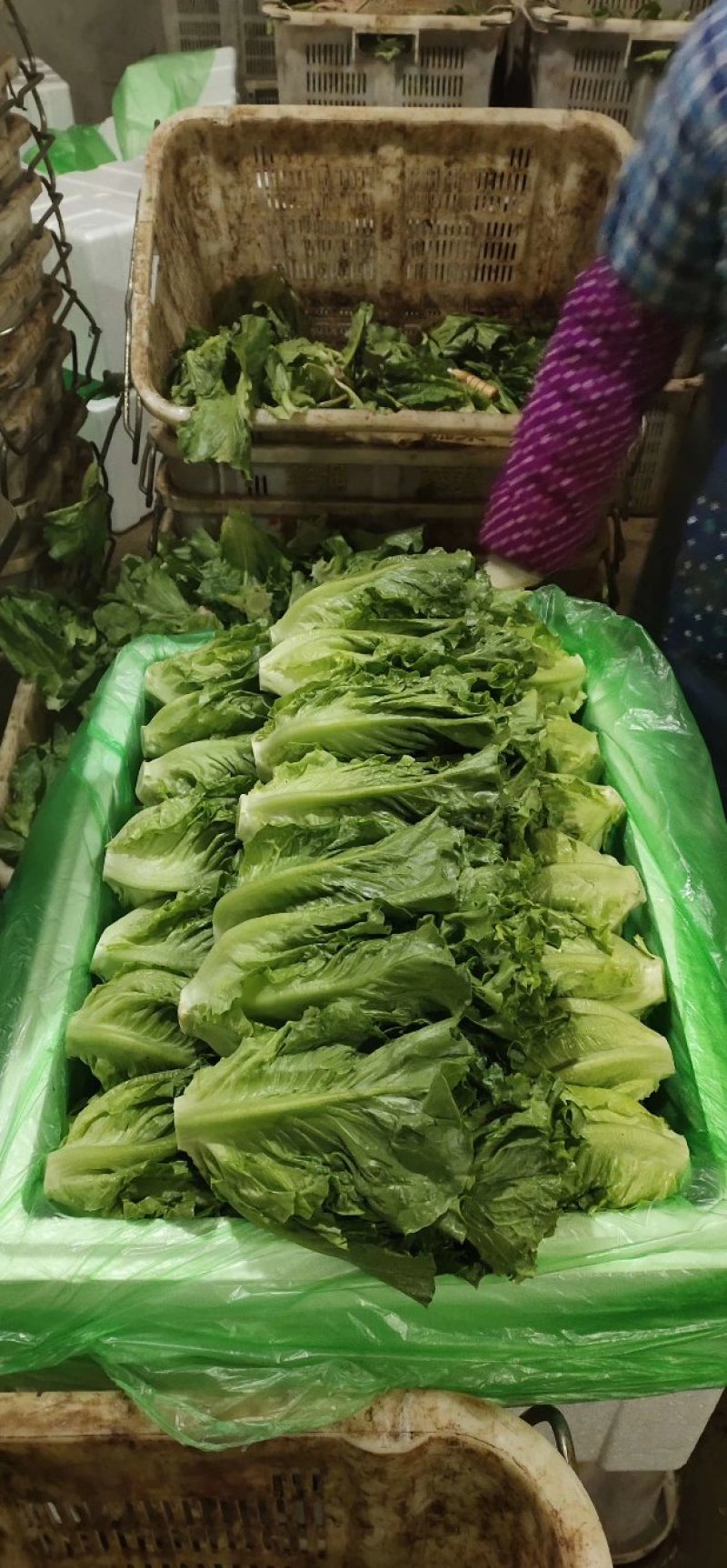 生菜3两以上，泡沫箱装，精品靓菜大利，欢迎商超订购合作