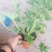 驱蚊草盆栽花卉室内外庭院防虫驱蚊草苗四季好养桌摆绿植夏季