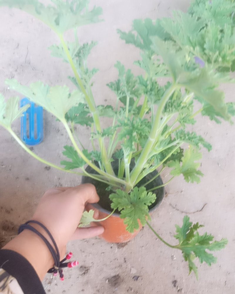 驱蚊草盆栽花卉室内外庭院防虫驱蚊草苗四季好养桌摆绿植夏季