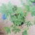 驱蚊草盆栽花卉室内外庭院防虫驱蚊草苗四季好养桌摆绿植夏季