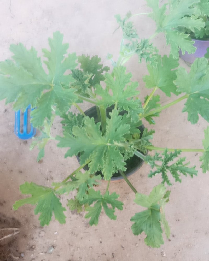 驱蚊草盆栽花卉室内外庭院防虫驱蚊草苗四季好养桌摆绿植夏季