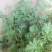 驱蚊草盆栽花卉室内外庭院防虫驱蚊草苗四季好养桌摆绿植夏季