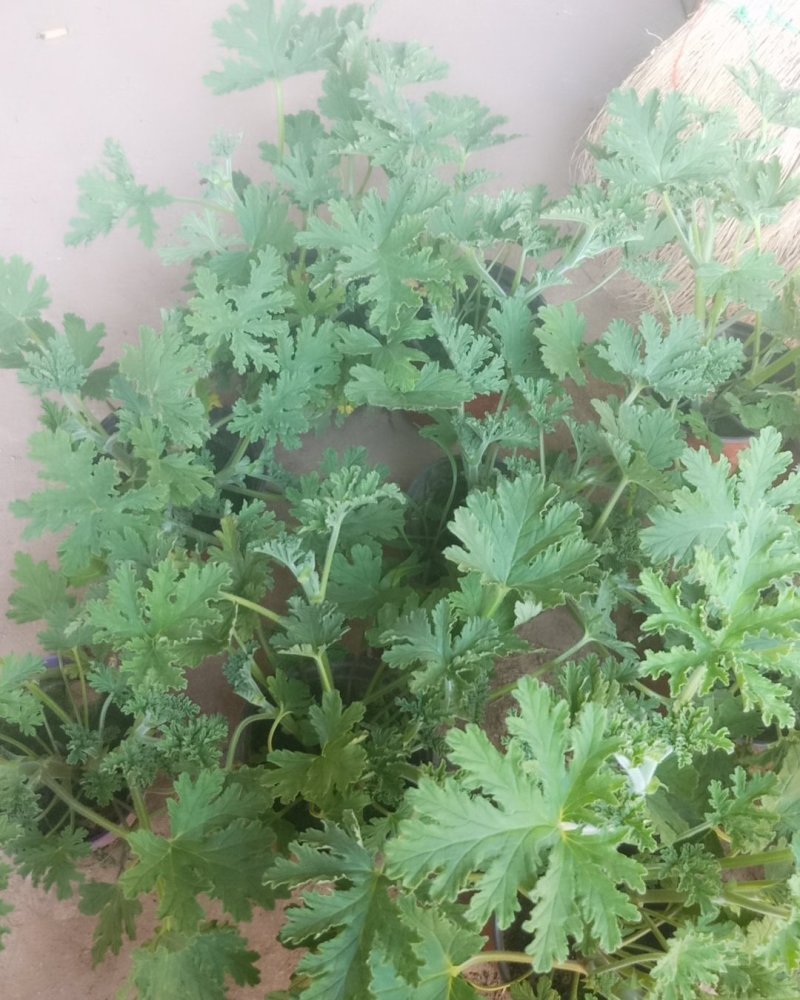 驱蚊草盆栽花卉室内外庭院防虫驱蚊草苗四季好养桌摆绿植夏季