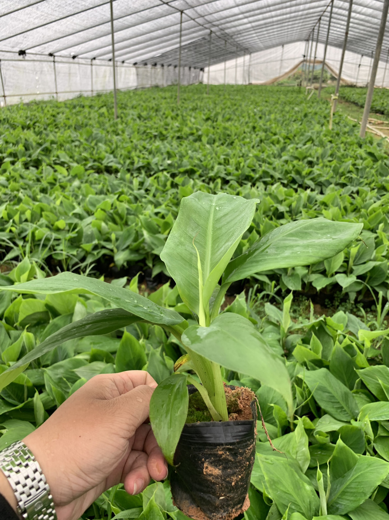 云南普洱抗菌香蕉苗南天黄、宝岛苗、