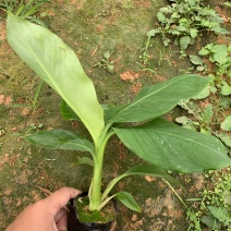 云南普洱抗菌香蕉苗南天黄、宝岛苗、