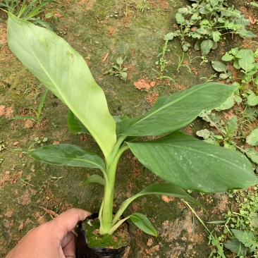 云南普洱抗菌香蕉苗南天黄、宝岛苗、