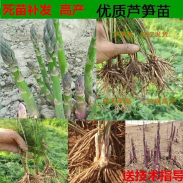 芦笋苗高产抗病包技术包活死苗免费补发