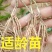 芦笋苗高产抗病包技术包活死苗免费补发