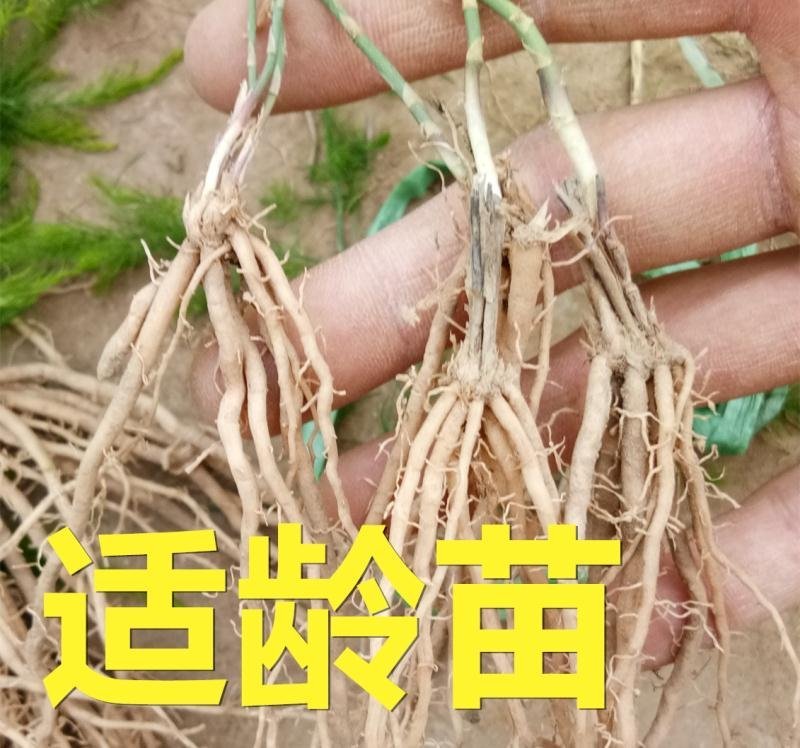 芦笋苗高产抗病包技术包活死苗免费补发
