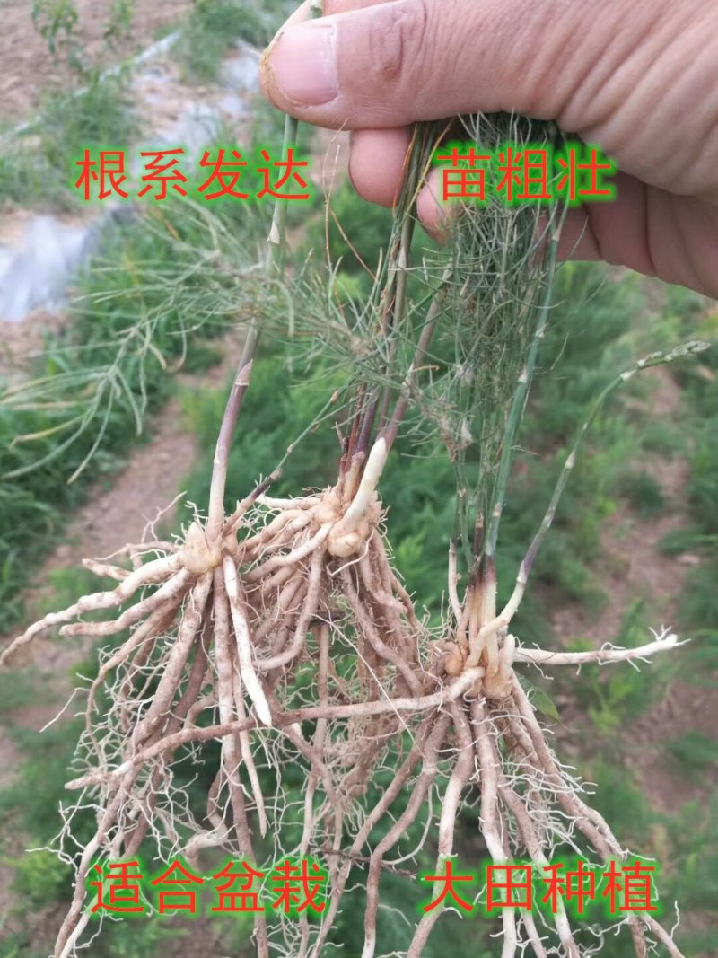 芦笋苗高产抗病包技术包活死苗免费补发