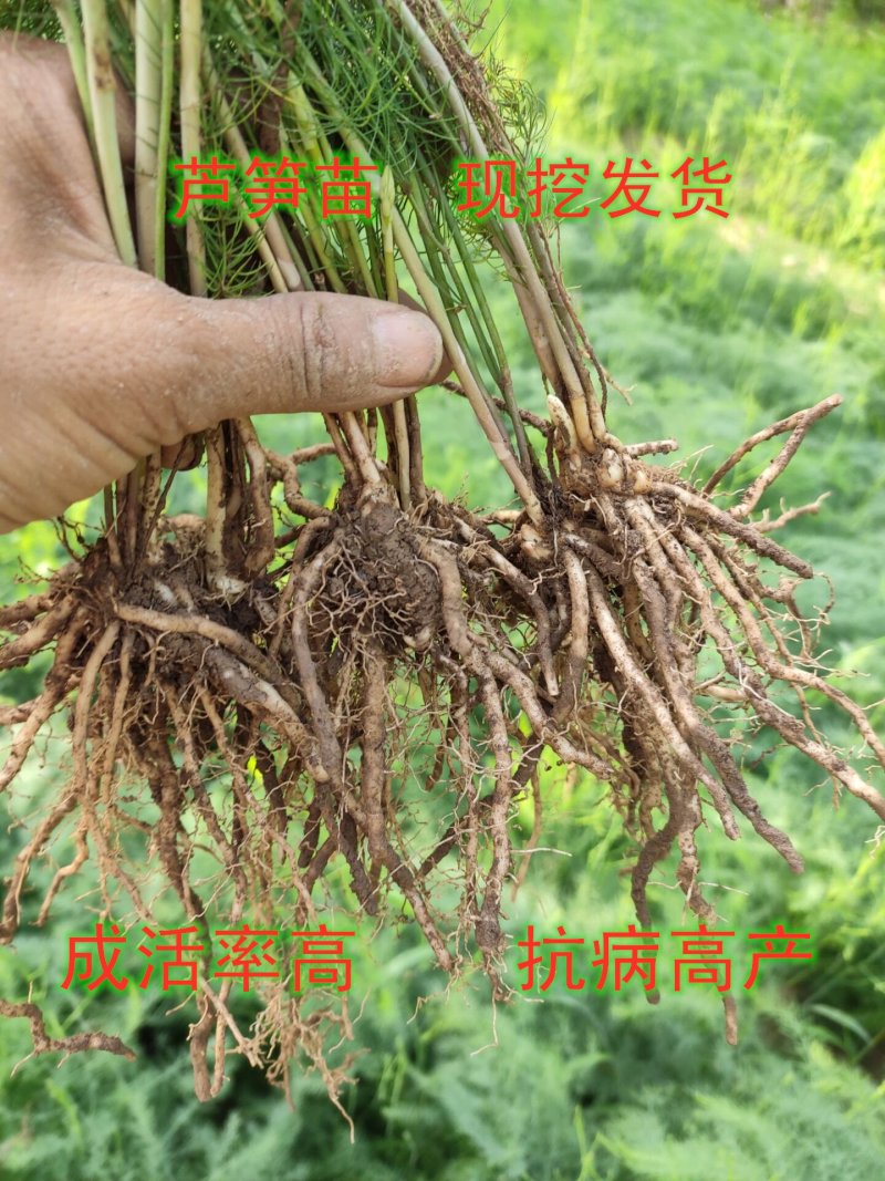 芦笋苗高产抗病包技术包活死苗免费补发