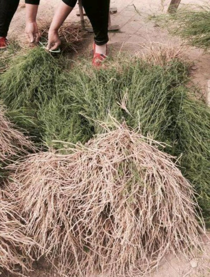 芦笋苗高产抗病包技术包活死苗免费补发