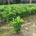 非洲茉莉（广东普宁非洲茉莉供应商）（广东普宁非洲茉莉批发