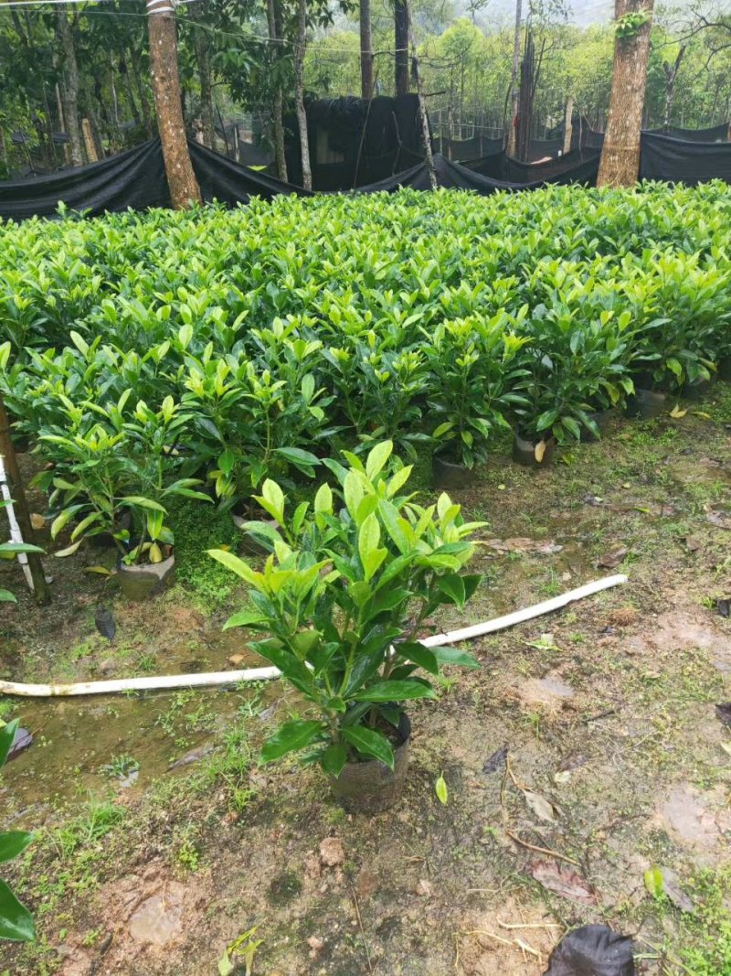 非洲茉莉（广东普宁非洲茉莉供应商）（广东普宁非洲茉莉批发