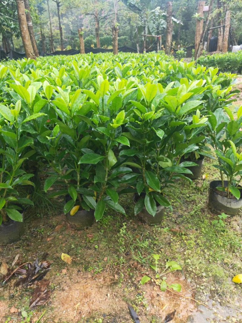非洲茉莉（广东普宁非洲茉莉供应商）（广东普宁非洲茉莉批发