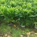 非洲茉莉（广东普宁非洲茉莉供应商）（广东普宁非洲茉莉批发