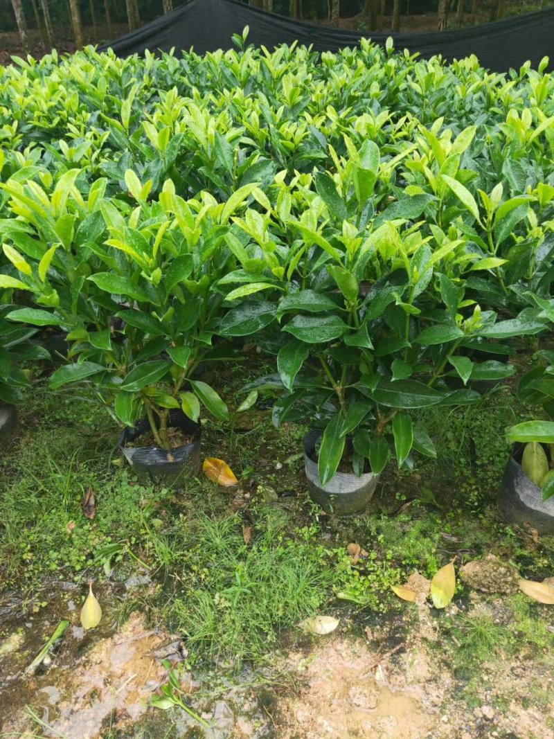 非洲茉莉（广东普宁非洲茉莉供应商）（广东普宁非洲茉莉批发