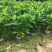 非洲茉莉（广东普宁非洲茉莉供应商）（广东普宁非洲茉莉批发