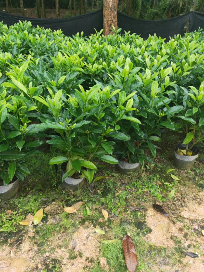 非洲茉莉（广东普宁非洲茉莉供应商）（广东普宁非洲茉莉批发