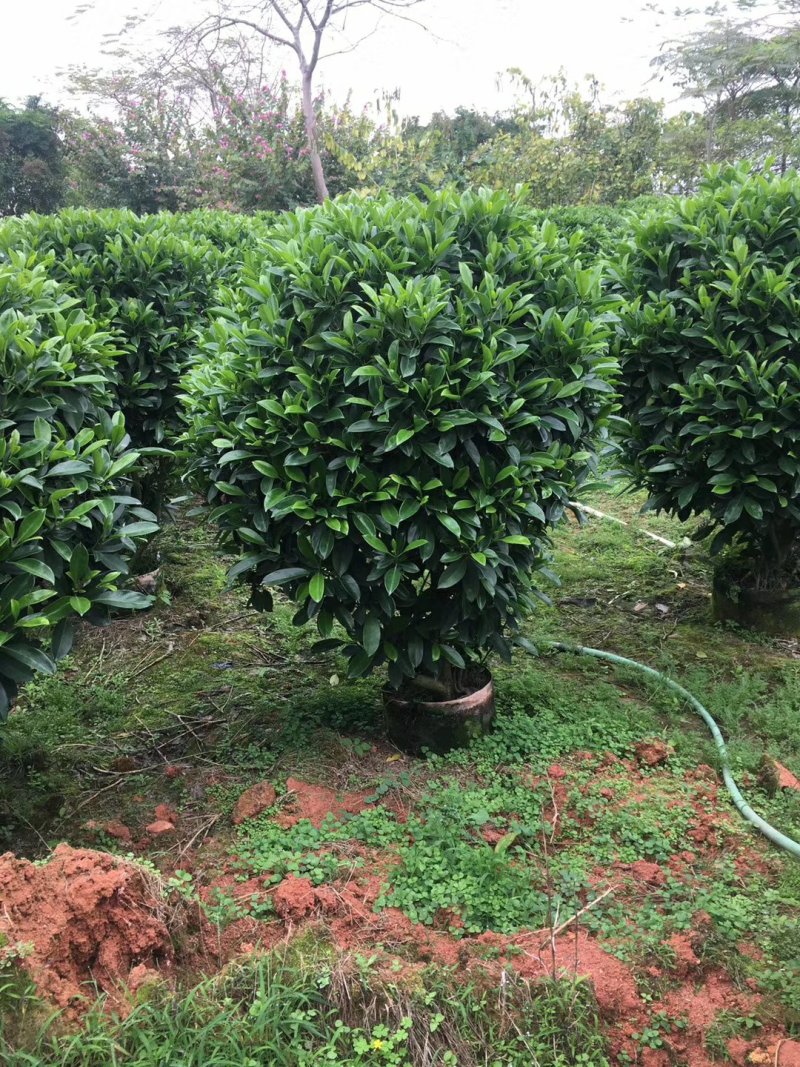 非洲茉莉（广东普宁非洲茉莉球供应商）（非洲茉莉批发商）