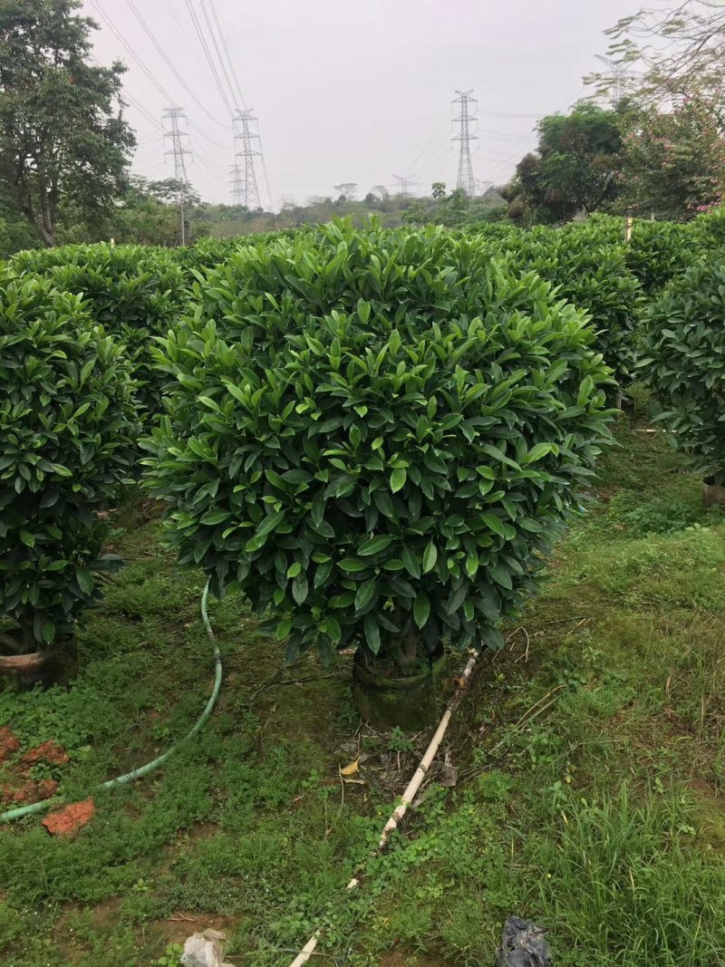 非洲茉莉（广东普宁非洲茉莉球供应商）（非洲茉莉批发商）