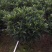 非洲茉莉(广东普宁非洲茉莉球供应商)(非洲茉莉批发商)