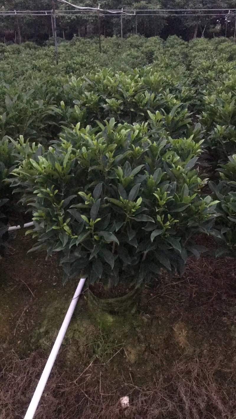 非洲茉莉（广东普宁非洲茉莉球供应商）（非洲茉莉批发商）