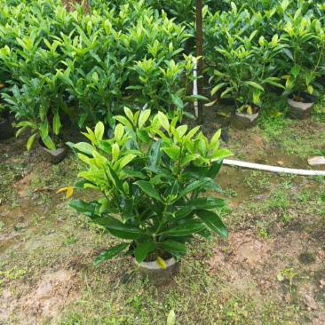 非洲茉莉(广东普宁非洲茉莉球供应商)(非洲茉莉批发商)