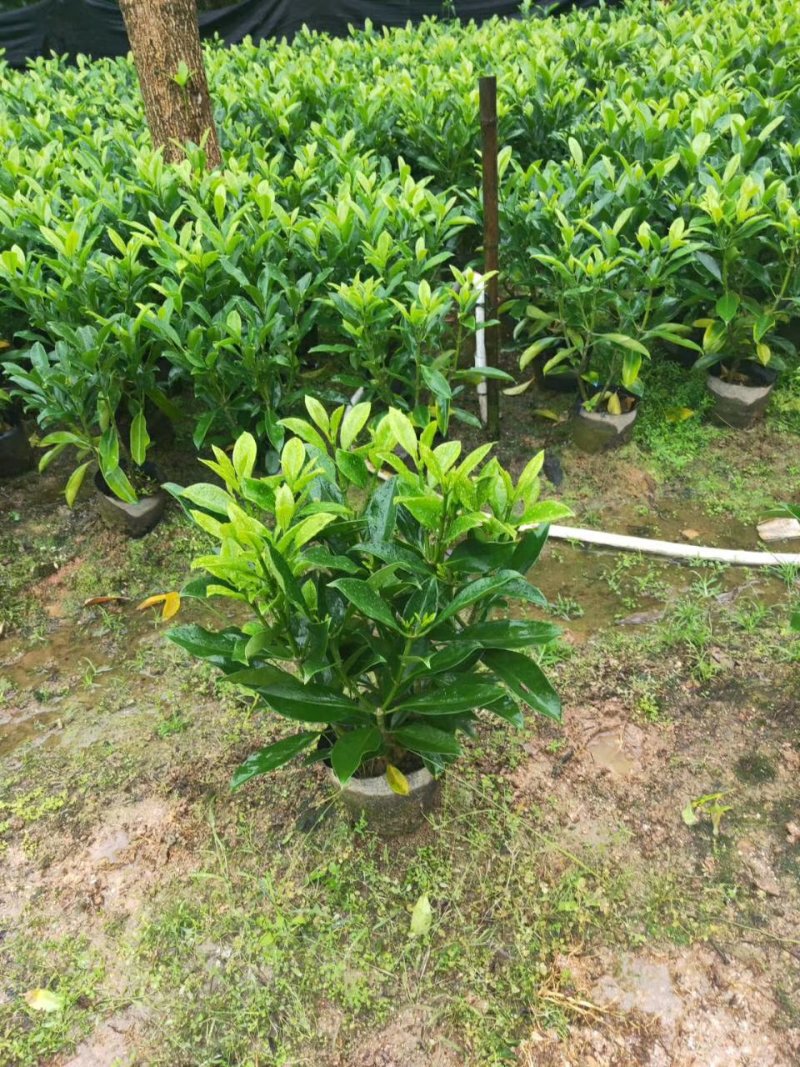 非洲茉莉（广东普宁非洲茉莉球供应商）（非洲茉莉批发商）