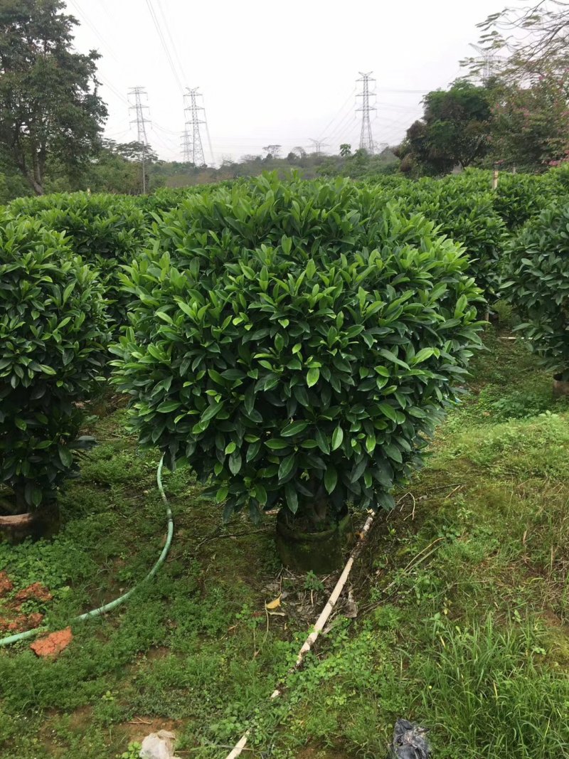 非洲茉莉（广东普宁非洲茉莉球供应商）（非洲茉莉批发商）
