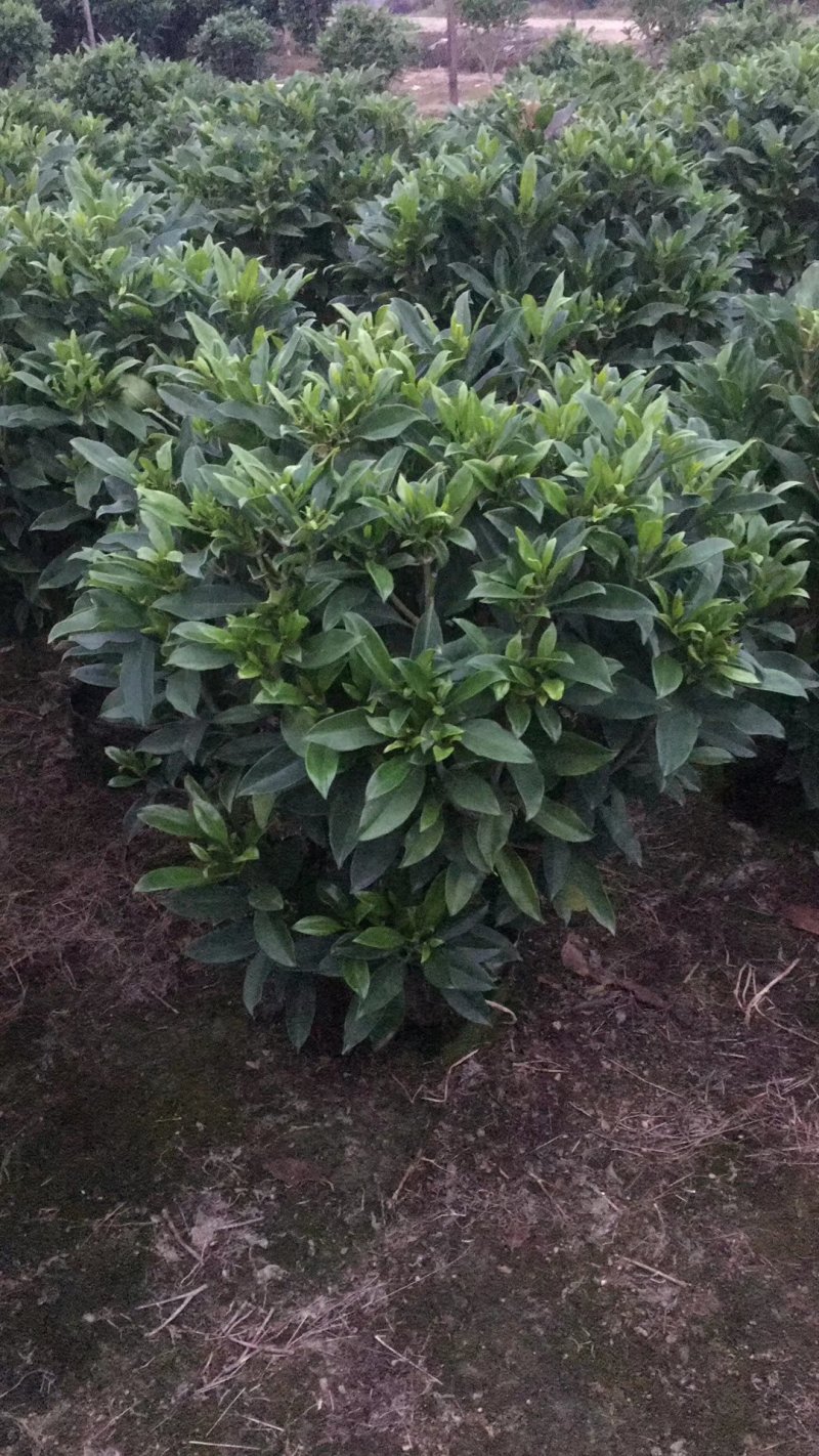 非洲茉莉（广东普宁非洲茉莉球供应商）（非洲茉莉批发商）
