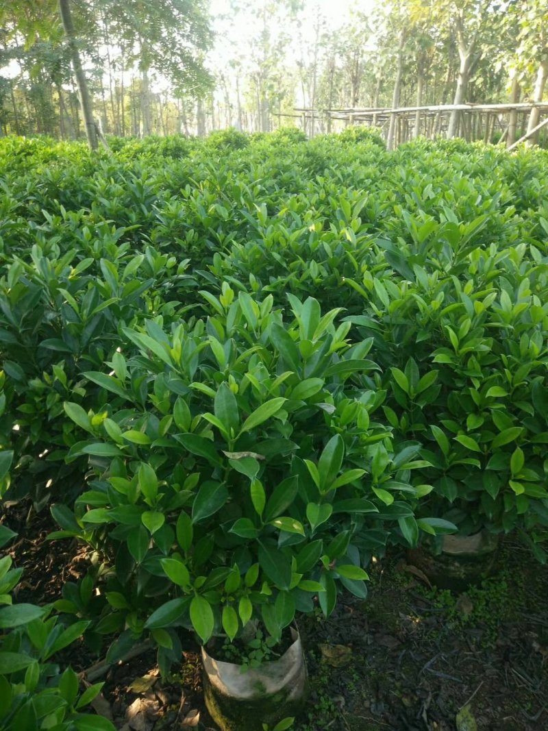 非洲茉莉（广东普宁非洲茉莉球供应商）（非洲茉莉批发商）