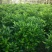 非洲茉莉(广东普宁非洲茉莉球供应商)(非洲茉莉批发商)