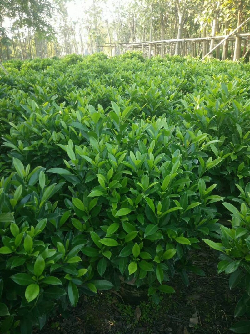 非洲茉莉（广东普宁非洲茉莉球供应商）（非洲茉莉批发商）
