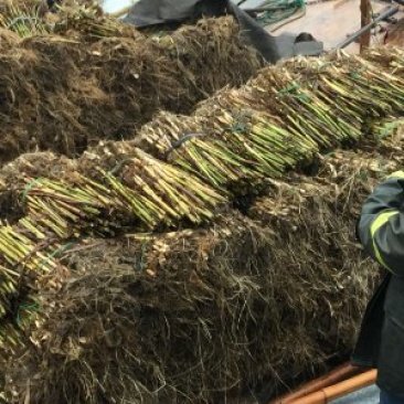 中乔绿化提供各种水生植物并种植