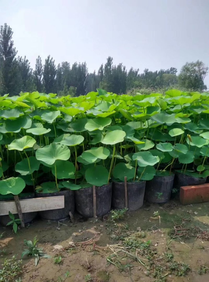 中乔绿化提供各种水生植物并种植