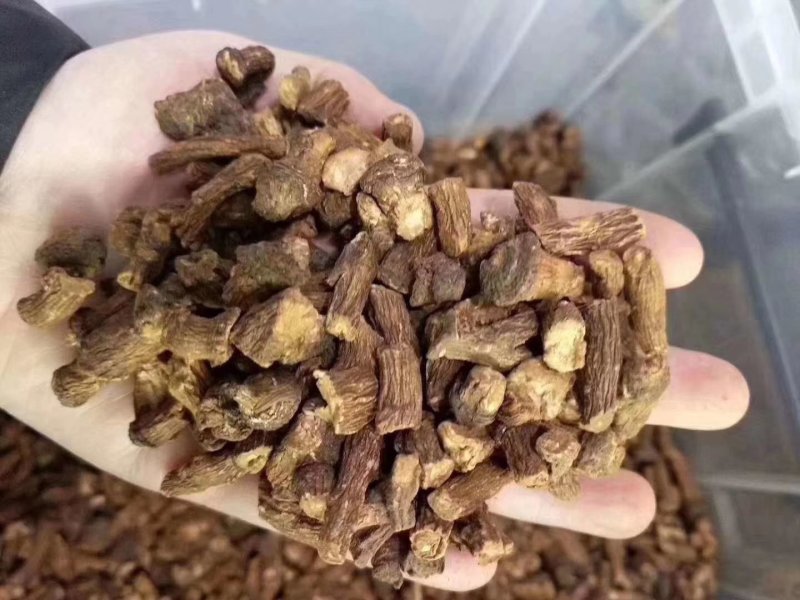 长白山蒲公英根茶