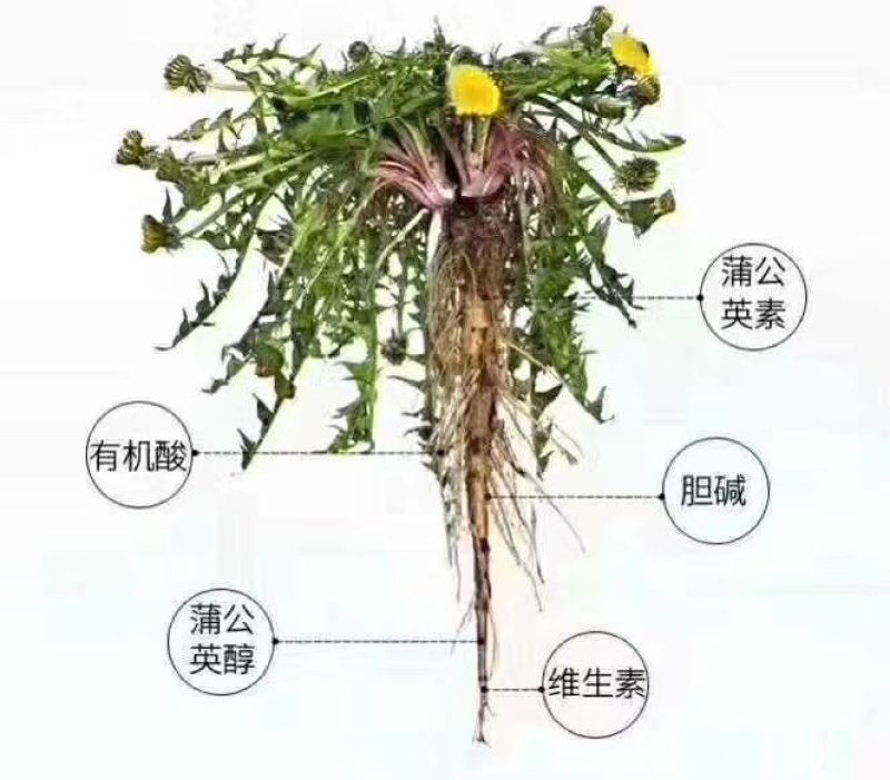 长白山蒲公英根茶
