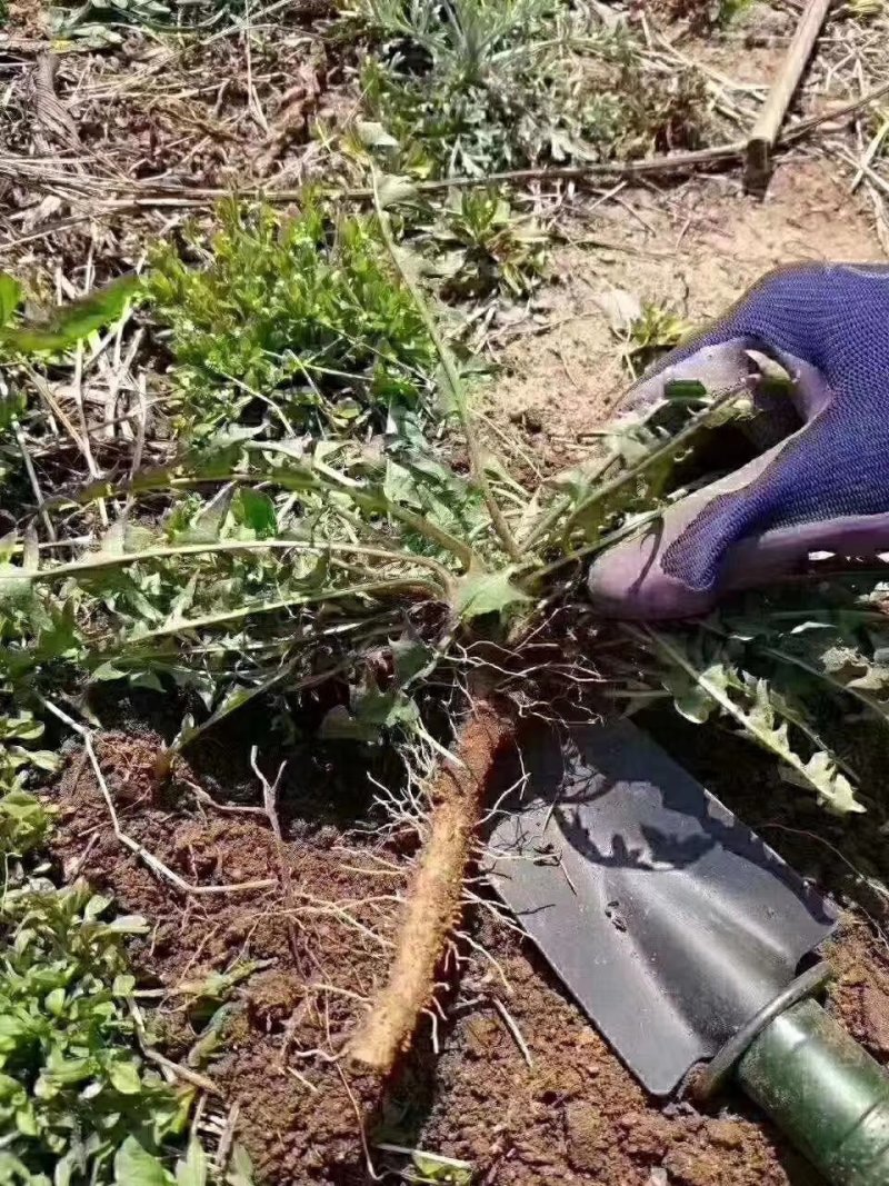 长白山蒲公英根茶