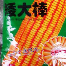 矮大棒玉米，矮杆大棒产量高，抗病强