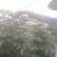 绿宝树幸福树