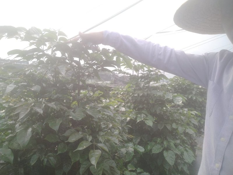 绿宝树幸福树