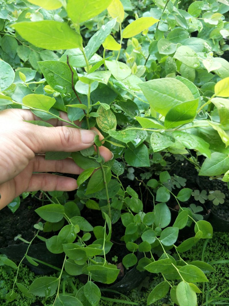 优质蓝莓苗1---3年苗，根系发达，坐果率高